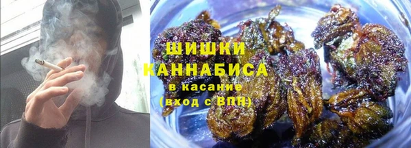 прущие грибы Михайлов